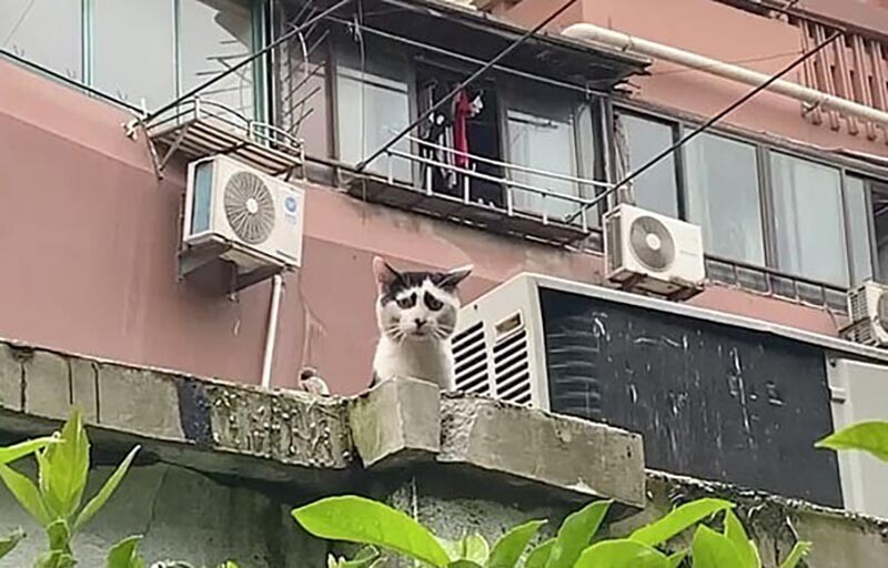 Этот бездомный кот из Китая с уникальной расцветкой выглядит настолько расстроенным, что его фотографии стали вирусными в социальных сетях