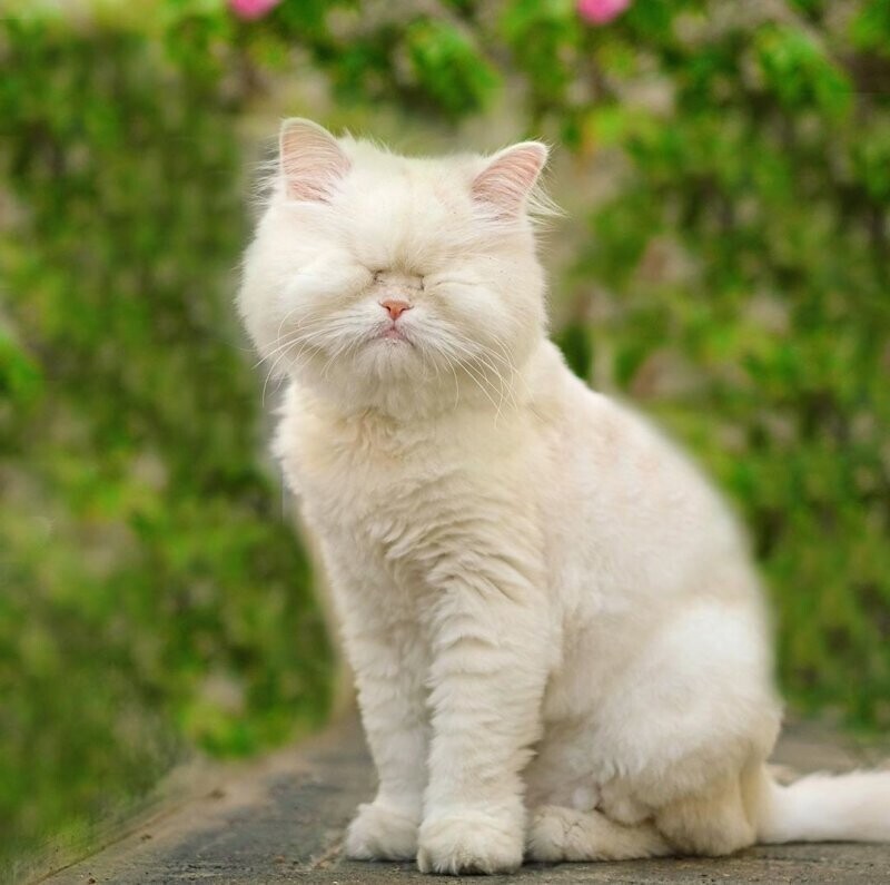 Персидская кошка ослепла в руках недобросовестного заводчика