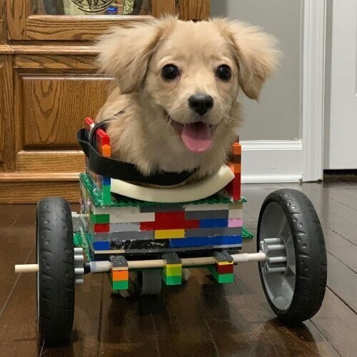 12-летний мальчик сделал для щенка, родившегося без передних лап, инвалидную коляску LEGO  Ис