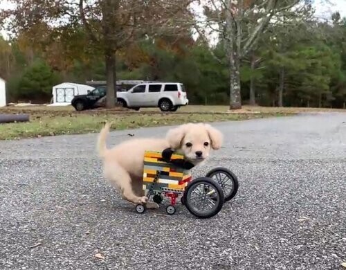 12-летний мальчик сделал для щенка, родившегося без передних лап, инвалидную коляску LEGO  Ис