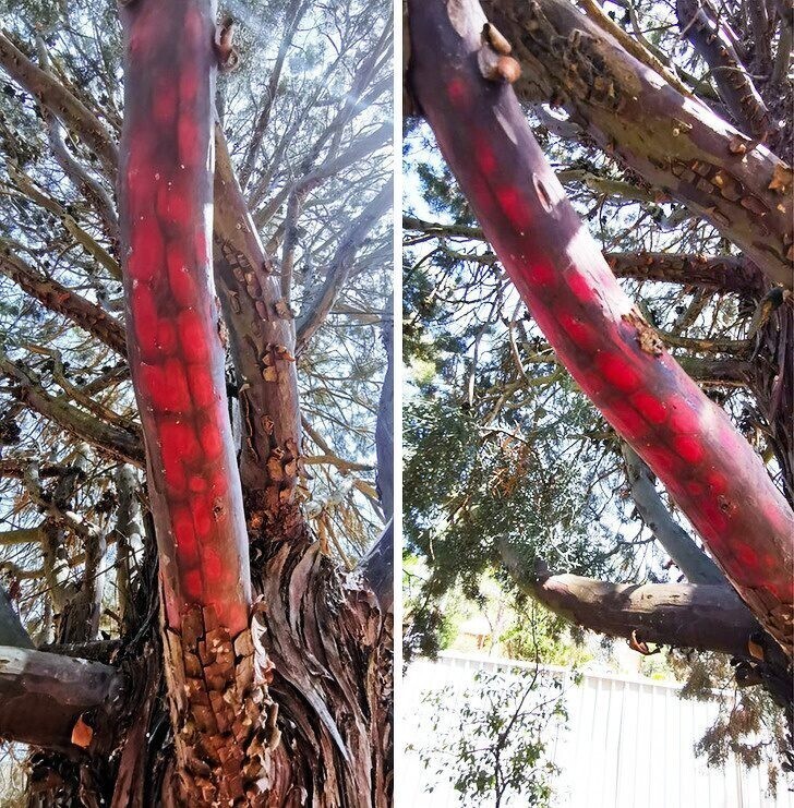 Возможно, покажется, что это змея, но, на самом деле, это настоящий цвет дерева, скрывающийся под корой