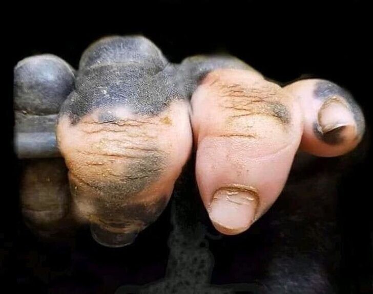 Нет, это не человеческая рука, а рука гориллы с нарушением пигментации