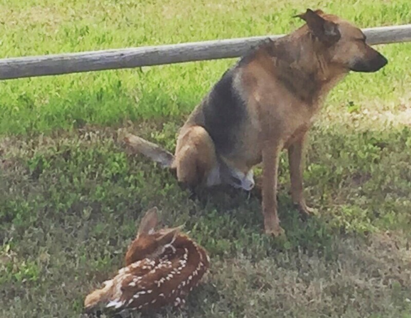 Пёс весь день охранял оленёнка, пока не пришла его мама