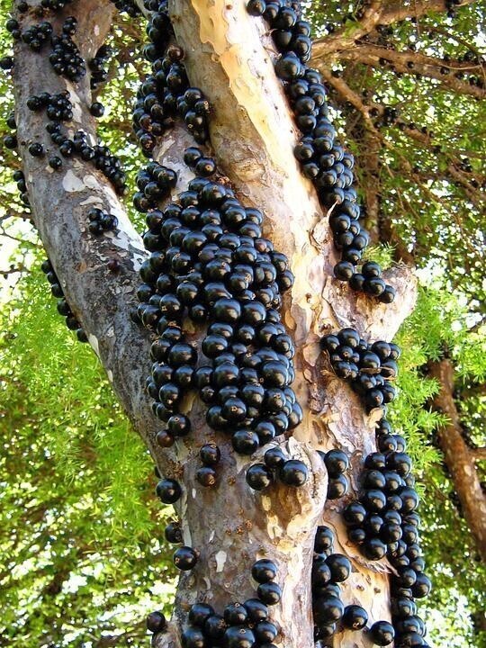 8. Это дерево под названием Jabuticaba (или бразильское виноградное дерево). Его плоды растут прямо из коры