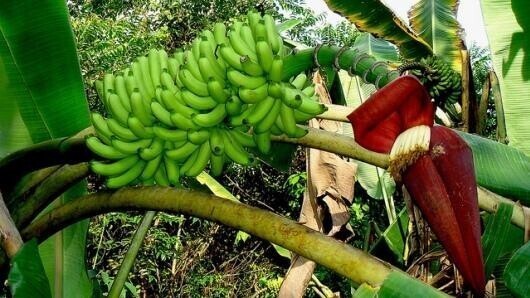 История еды: бананы