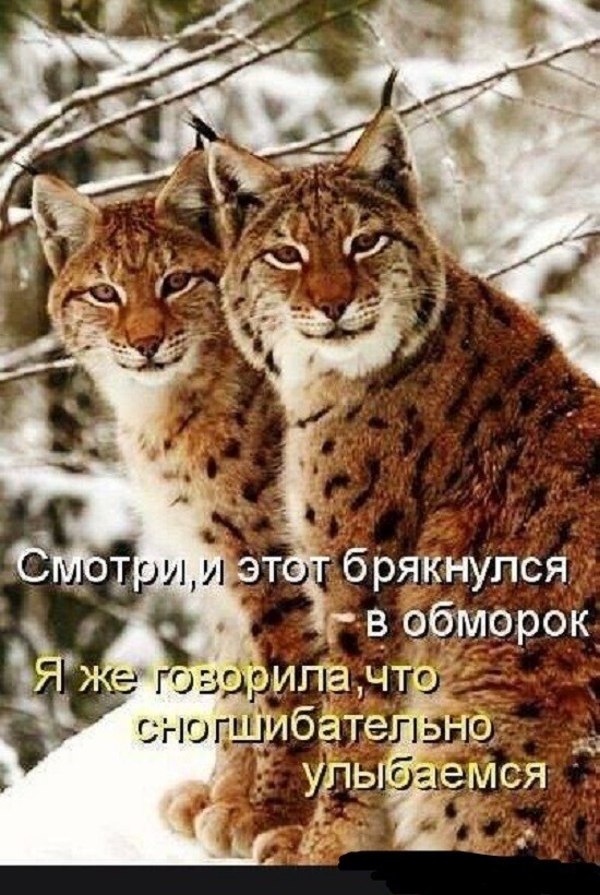 Смешные картинки