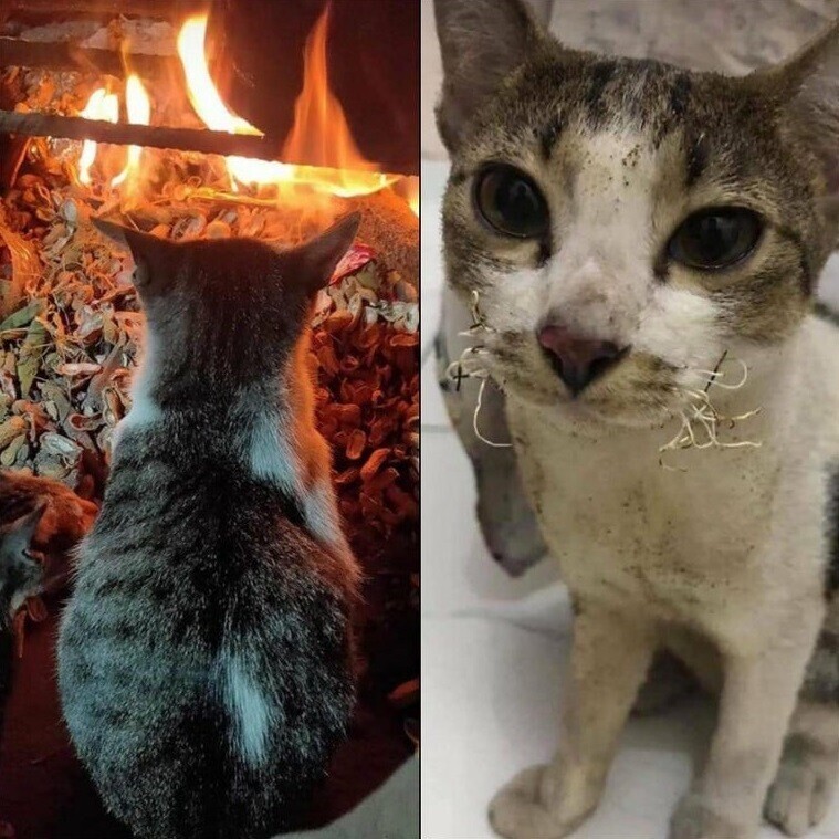 11. Котик сидел слишком близко к огню