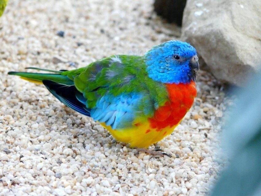 Красногрудый травяной попугайчик (Scarlet-chested parrot)