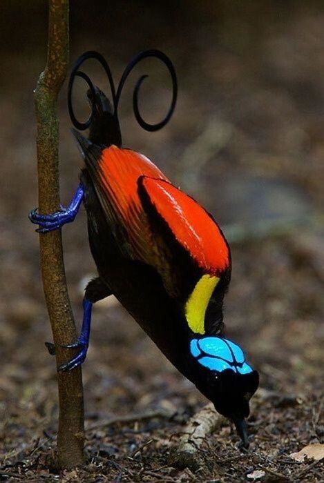 Синеголовая великолепная райская птица (Wilson's bird-of-paradise)