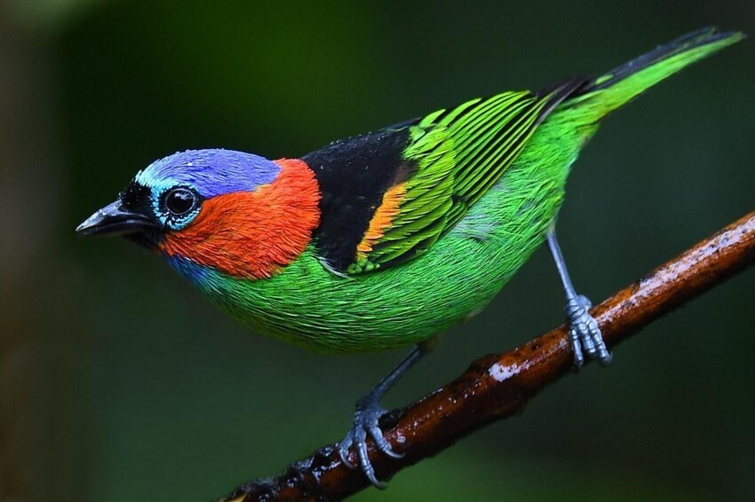 Синешапочная танагра (Red-necked tanager)