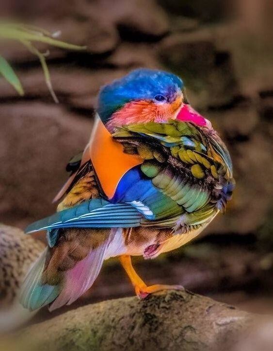 Не показывайте нашим чиновникам: 25 птиц с оперением всех цветов радуги