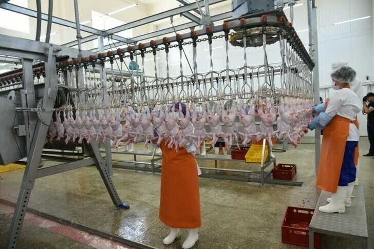 В Дагестане открыт цех по глубокой переработке мяса птицы