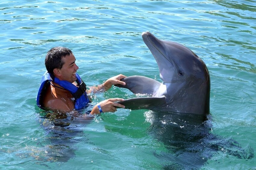 Почему дельфины спасают людей