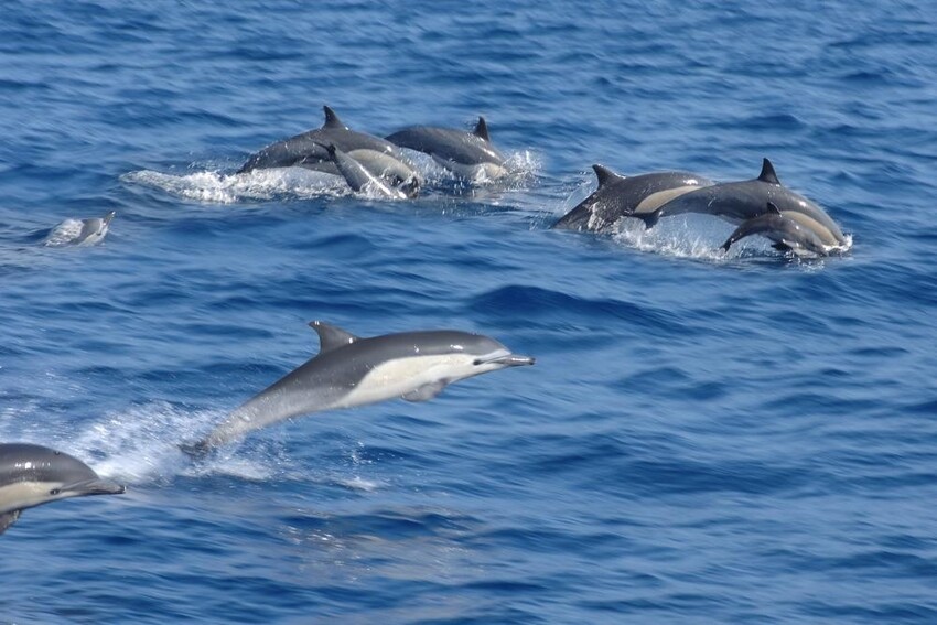 Несколько фактов о дельфинах