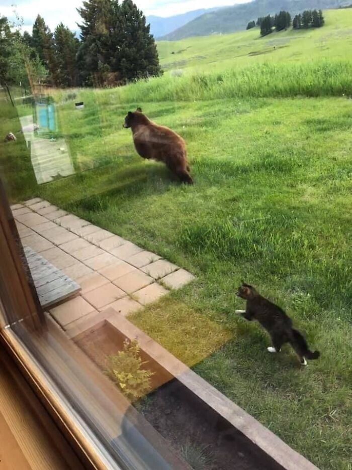 "Просто очередной день в Монтане. Наш кот прогоняет медведя со двора"