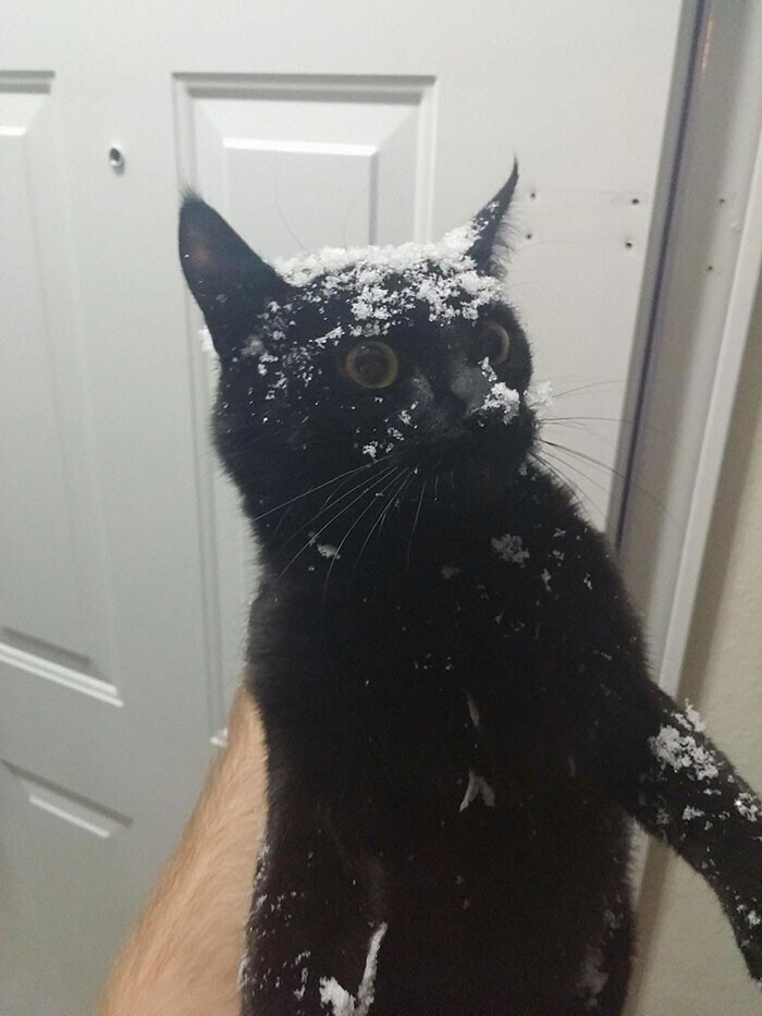 "Это мой кот, который пытался выбежать на улицу из двери, а врезался в снежную стену"