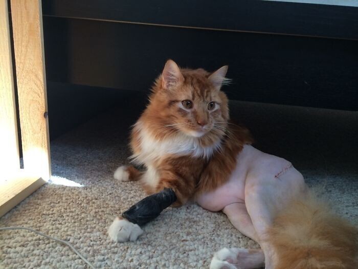 "Нашему коту сделали операцию, и теперь он "без штанов"