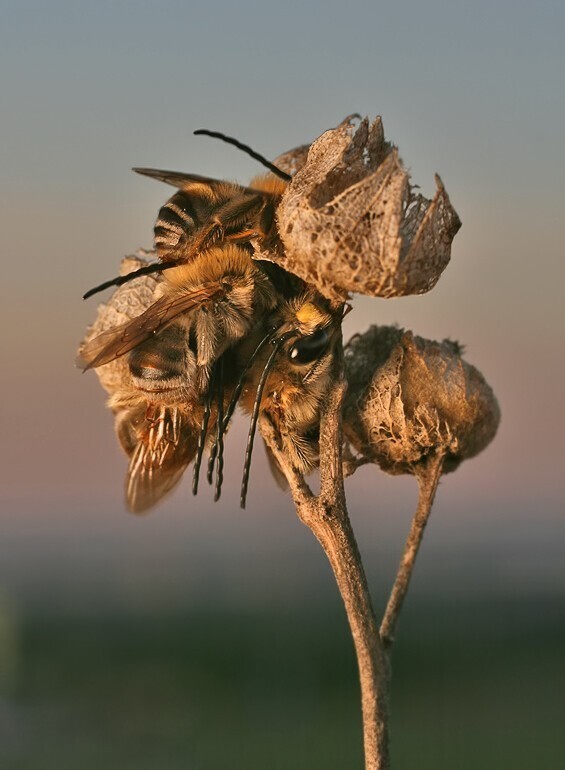 Я часто замечал за длинноусыми пчелами, ведущими одиночный образ жизни, стремление собраться на ночь кучкой.