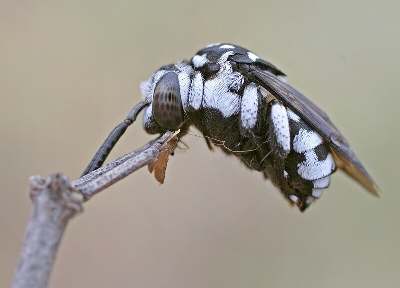 А есть насекомые, которые показывают просто цирковые номера, держась одними только челюстями.