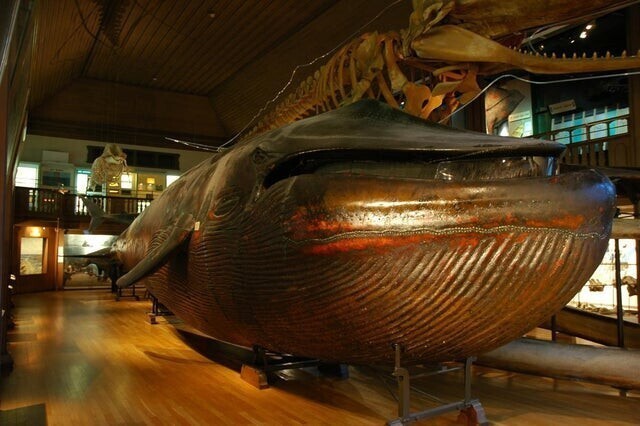 3. Единственный в своем роде - синий кит, таксидермированный в 1865 году
