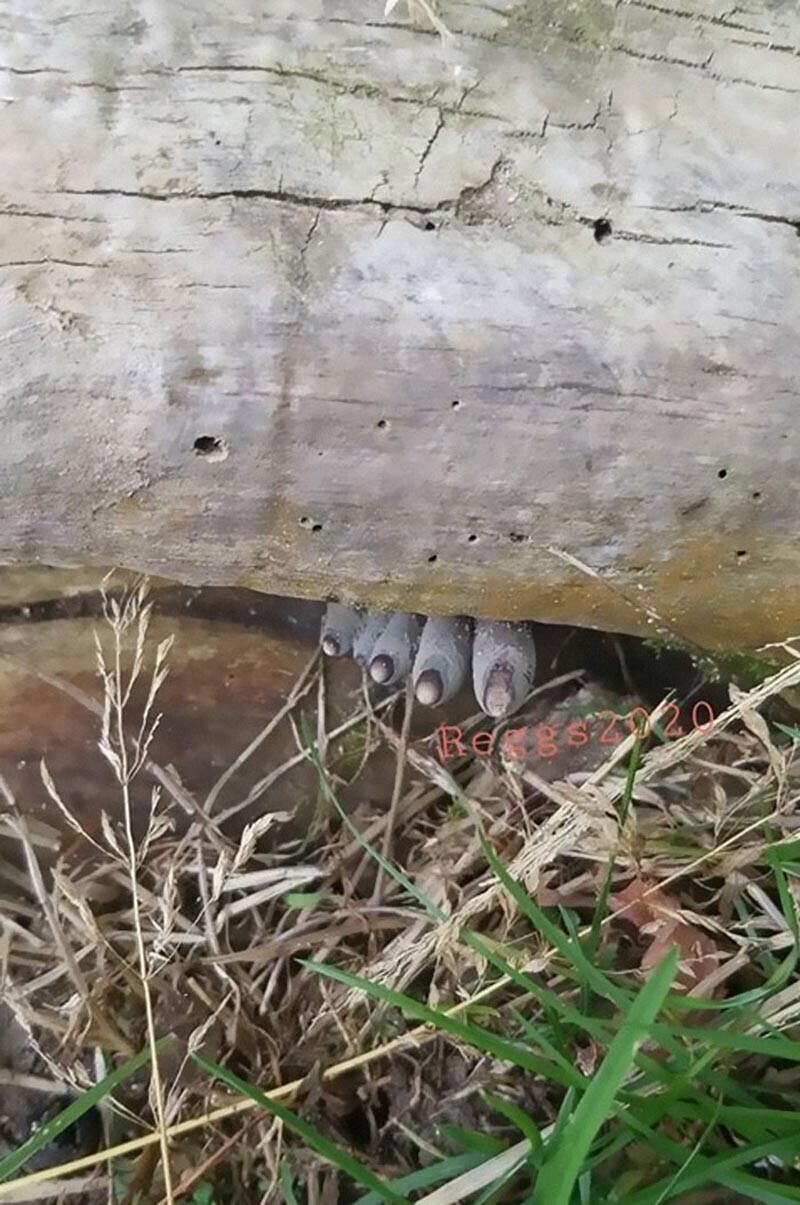 Жуткие грибы, которые в сумерках можно перепутать с торчащими из земли пальцами
