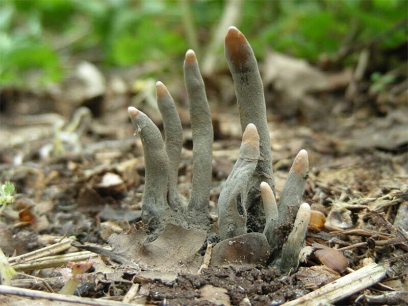 Жуткие грибы, которые в сумерках можно перепутать с торчащими из земли пальцами