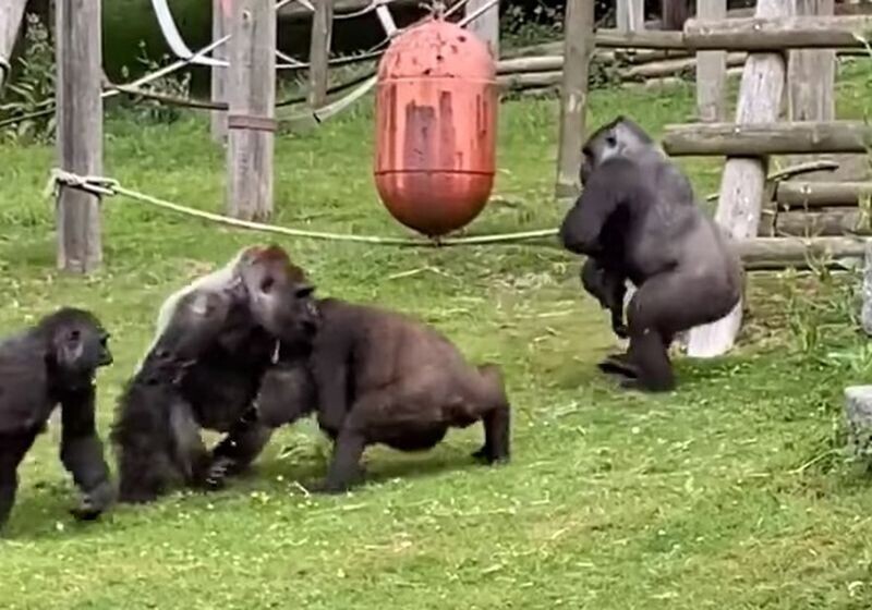 Детёныш гориллы упал на землю, когда его мать схватилась с конкуренткой. Два самца повели себя, как истинные джентльмены и разделились. Один принялся разнимать агрессивных соплеменниц, в то время, как второй отнёс в сторону детёныша