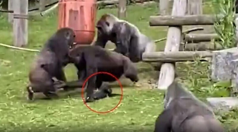 Самец гориллы спас детёныша, которого в пылу схватки чуть не раздавили самки