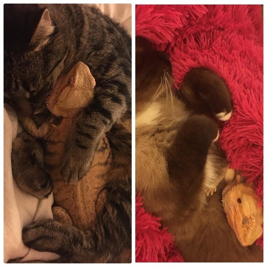 Коты подруги очень любят ящерицу, а она им отвечает взаимностью.