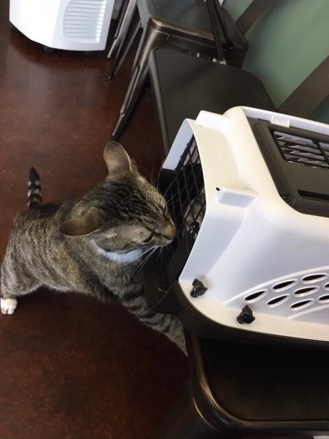Эта кошка работает в ветеринарной клинике. Она тоже принимает пациентов