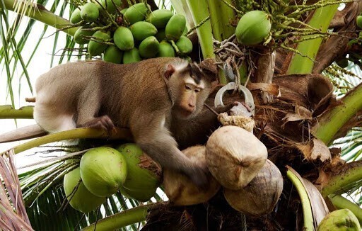 "Жизни обезьян имеют значение": в Британии отказались от кокосов, собранных макаками