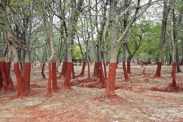 Деревья после слива ядовитых отходов в Венгрии