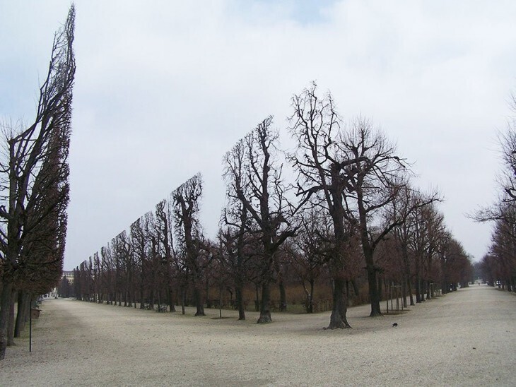 Деревья в парке Шенбрунна