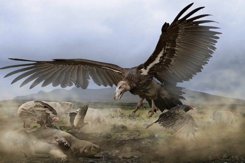 Аргентавис: Крупнейшая летающая птица в истории Земли. 7 метров хищной ярости