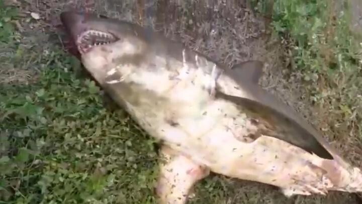 Сахалинский рыбак вместо горбуши выудил из реки 100-килограммовую акулу