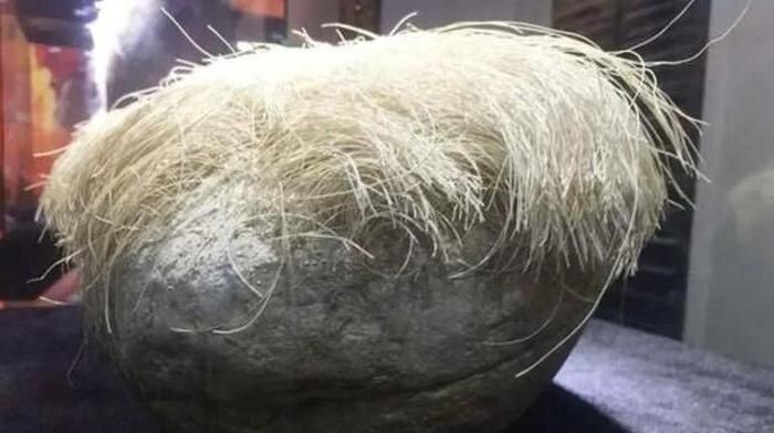 Фермер нашел «волосатый» камень и принес его домой. Оказалось, что «волосы» продолжают расти