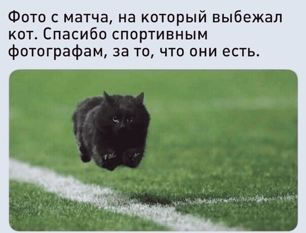 Смешные картинки от Чёрный кот за 11 июля 2020 16:34