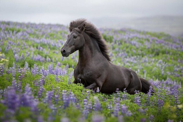 Захватывающие фотографии лошадей на фоне исландских пейзажей