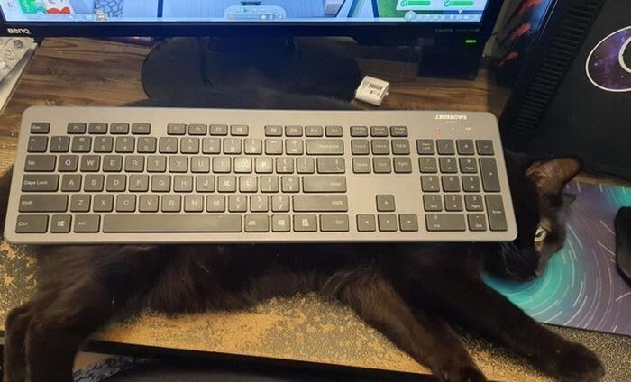 4. Коты — главные любители клавиатуры