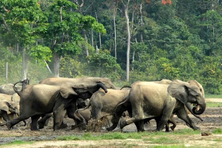 Лесной слон: Новый вид живых слонов был открыт лишь 10 лет назад. Как такое возможно?