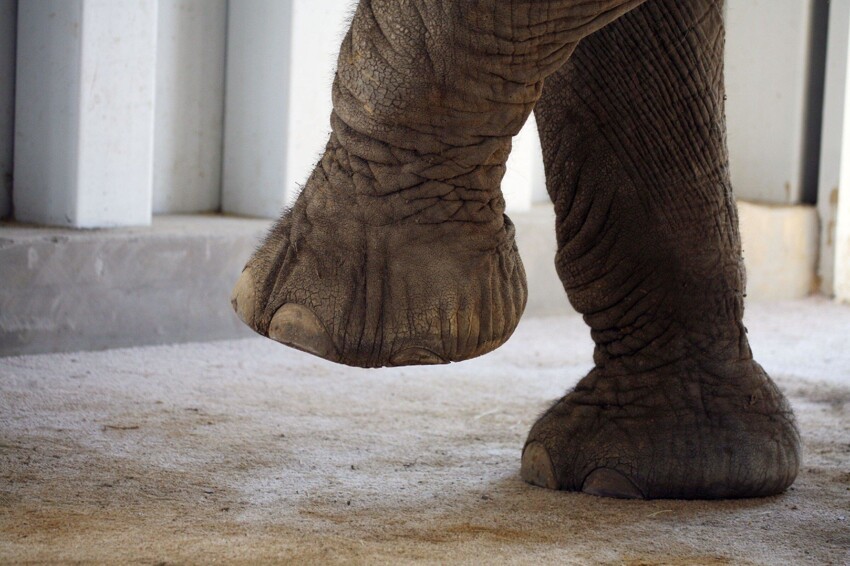 Лесной слон: Новый вид живых слонов был открыт лишь 10 лет назад. Как такое возможно?