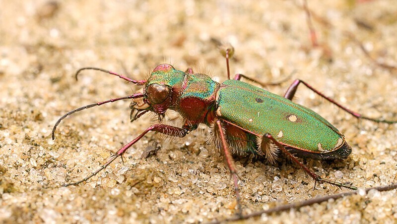 Шестиногие тигры. Cicindela campestris - полевой скакун