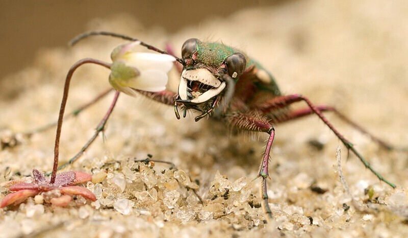 Шестиногие тигры. Cicindela campestris - полевой скакун