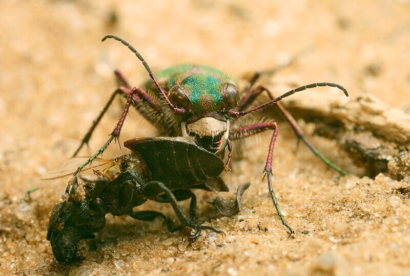 Шестиногие тигры. Cicindela campestris - полевой скакун