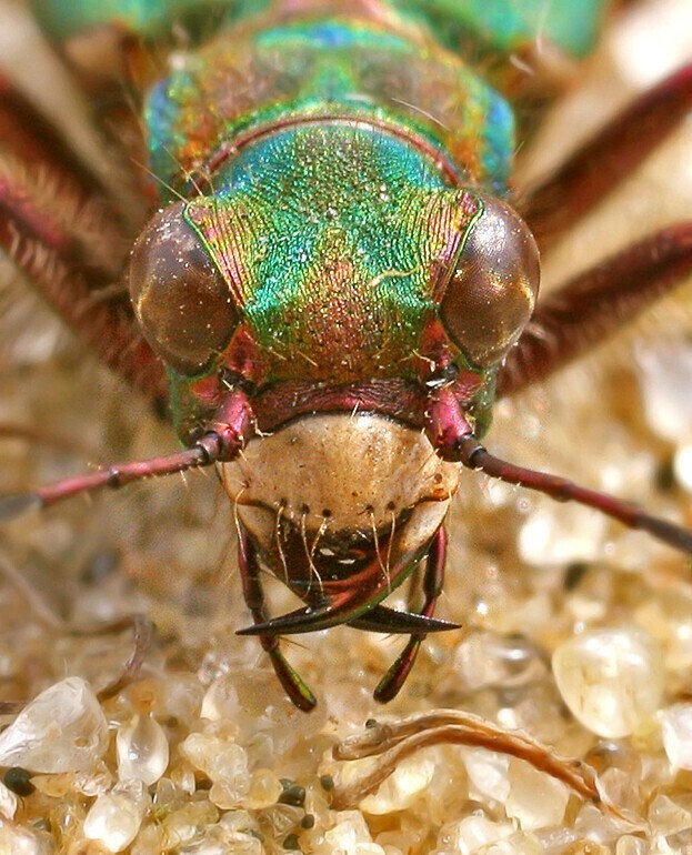 Шестиногие тигры. Cicindela campestris - полевой скакун