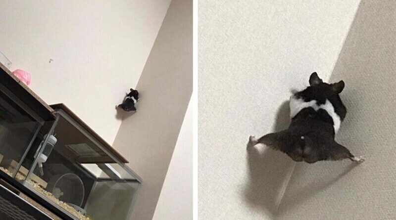 На смешных фотоснимках, сделанных 22-летней владелицей существа Юкой Хиратой в префектуре Канагава, Япония, можно увидеть, как чёрно-белый хомячок вскарабкался достаточно высоко на стену, прежде чем его побег был сорван человеком