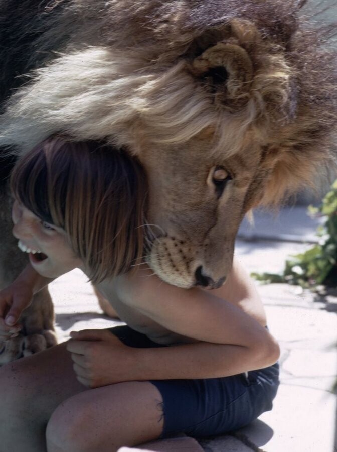 Невероятные фотографии из 70-х: Мелани Гриффит и лев Нил