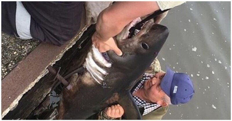 В Красногорске рыбаки поймали в реке акулу
