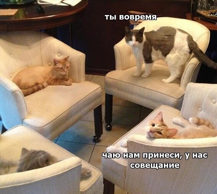 Хиканьки да хаканьки кошачьи часть первая