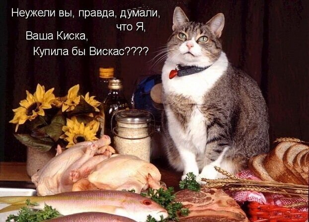 Хиканьки да хаканьки кошачьи часть вторая